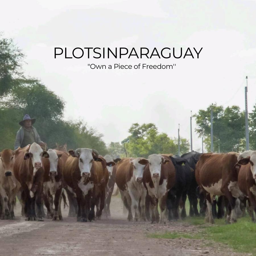 Brochure: 715 hectare cattle farm